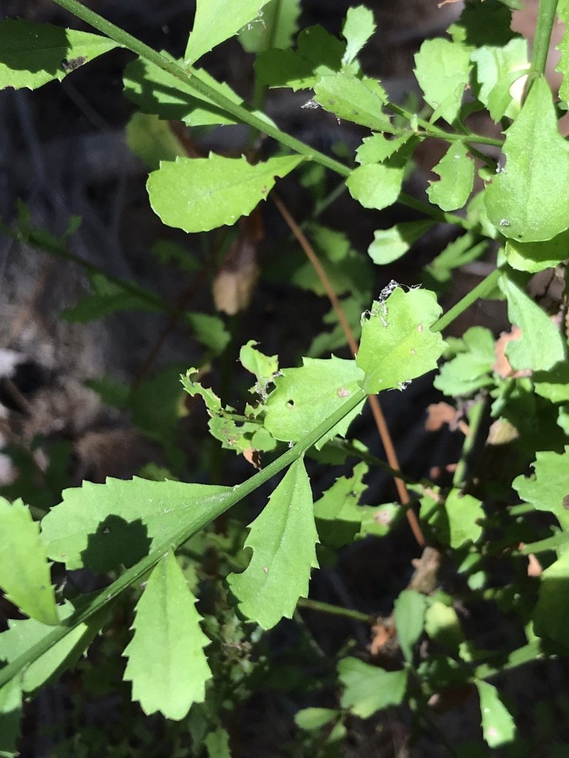 Baccharis obovata