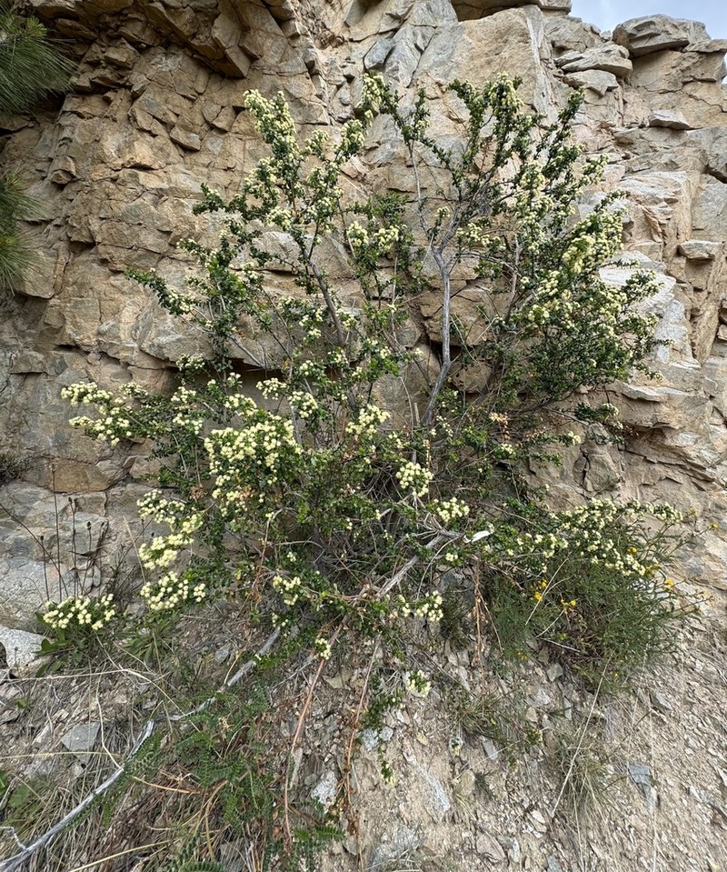 Baccharis obovata photo 2