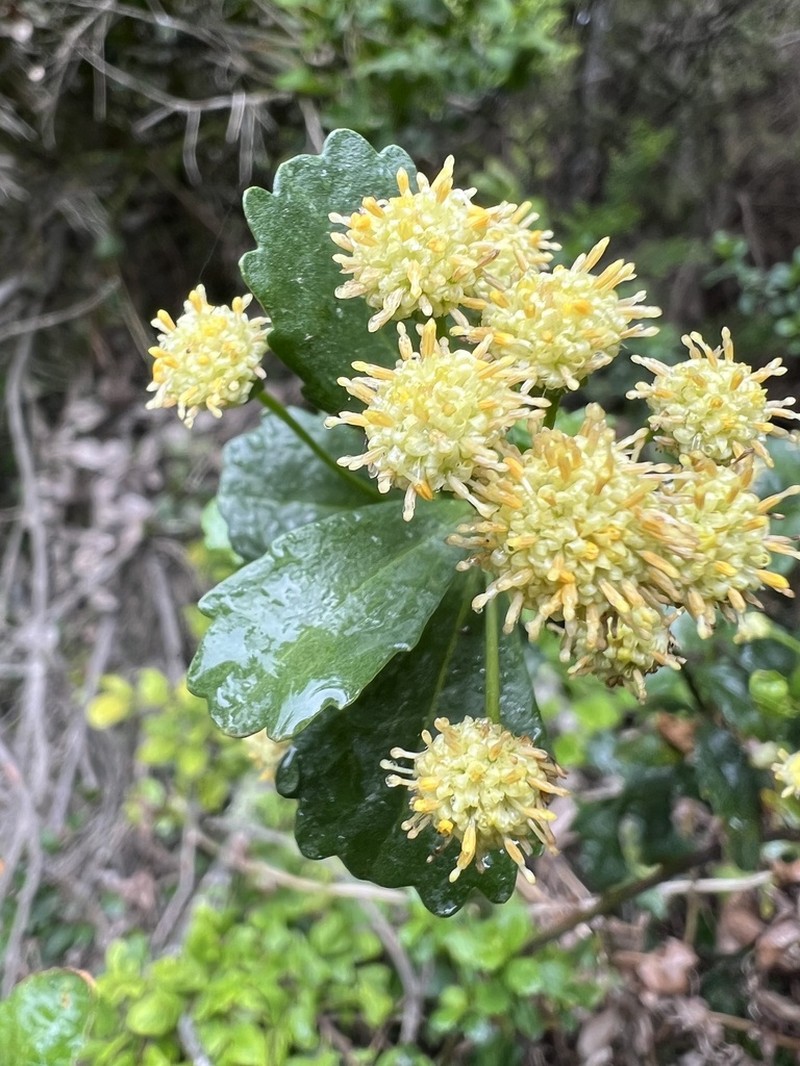 Baccharis obovata photo 3
