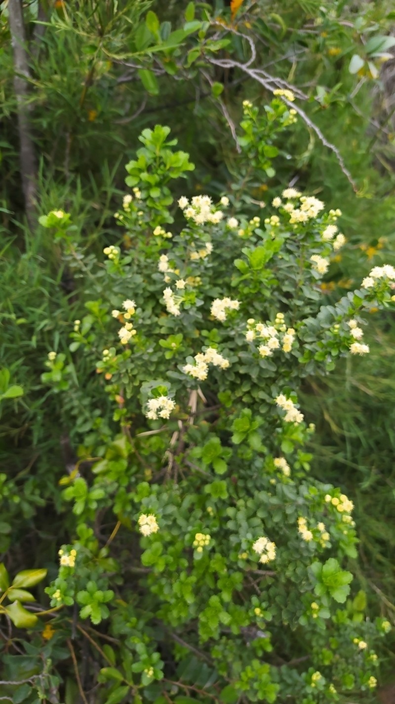 Baccharis obovata photo 4