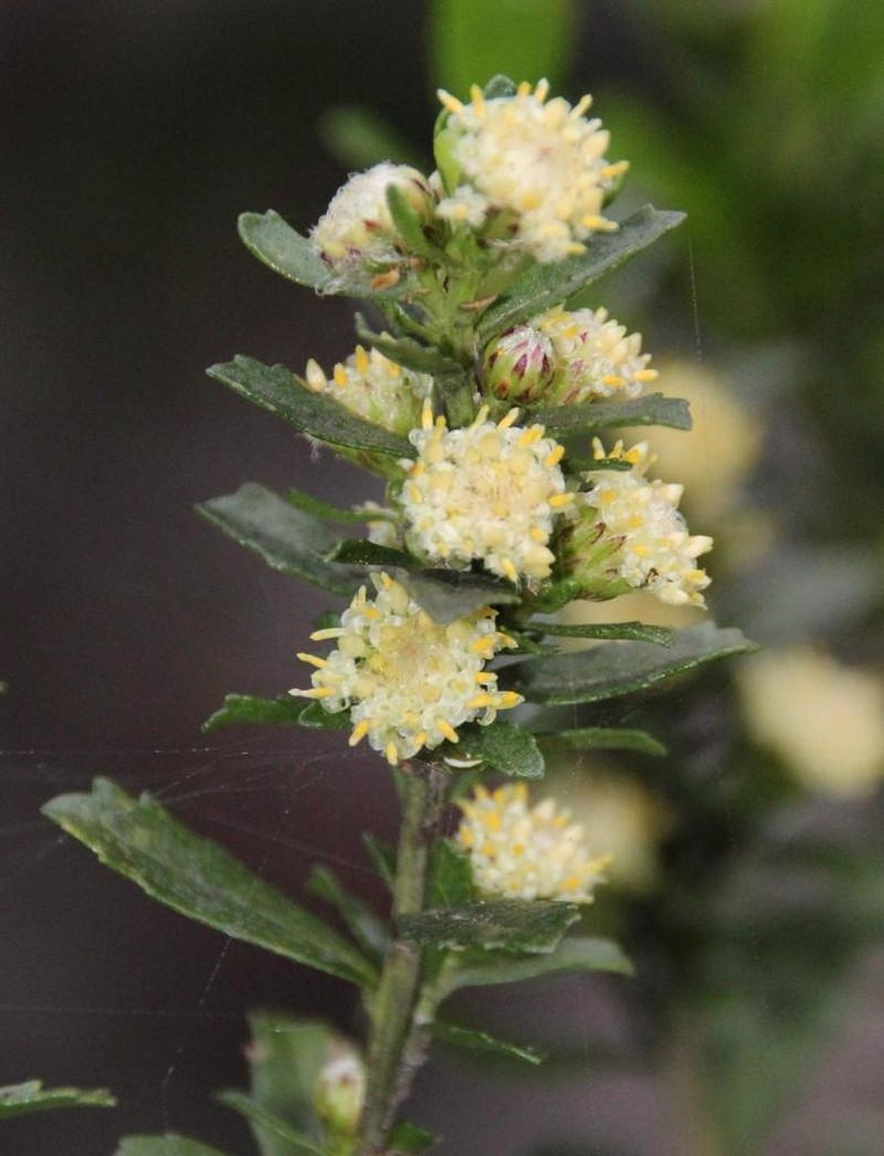 Baccharis obovata photo 5