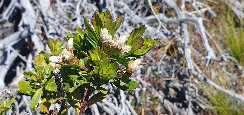 Baccharis obovata photo 6