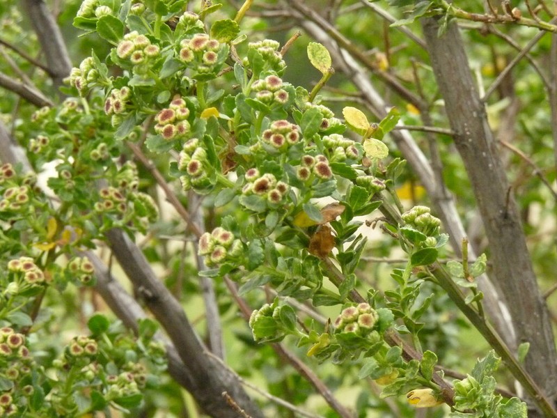 Baccharis obovata photo 7