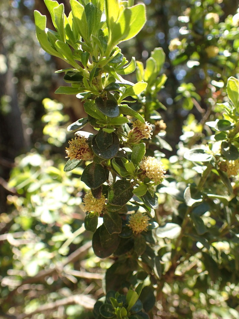 Baccharis obovata photo 8