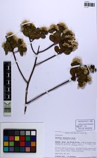 Baccharis obtusifolia