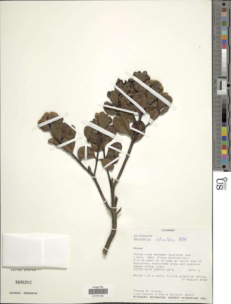 Baccharis obtusifolia photo 2