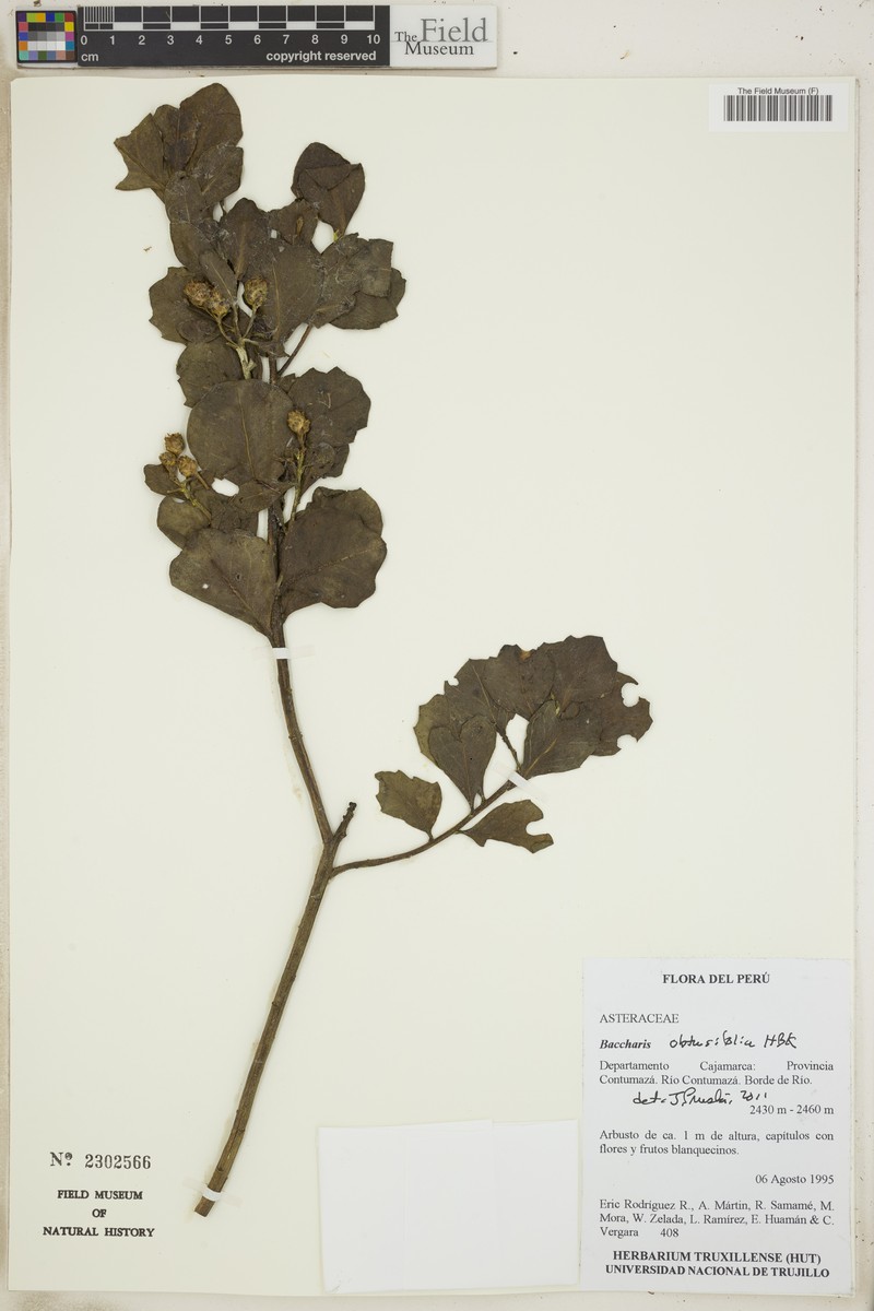 Baccharis obtusifolia photo 3