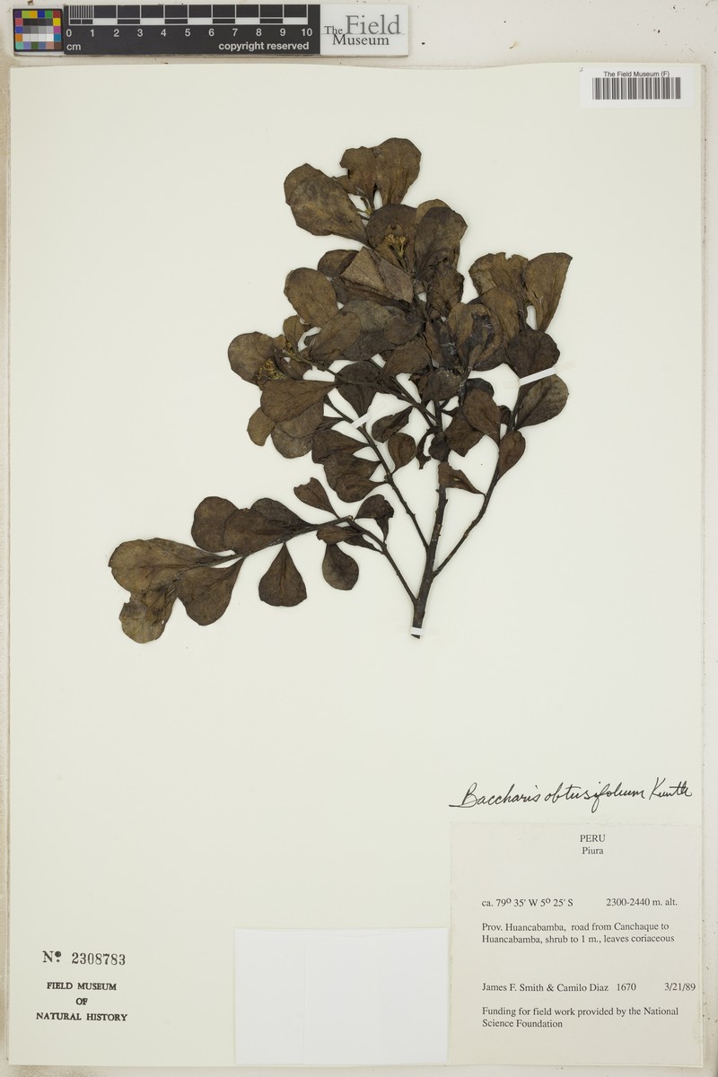 Baccharis obtusifolia photo 4