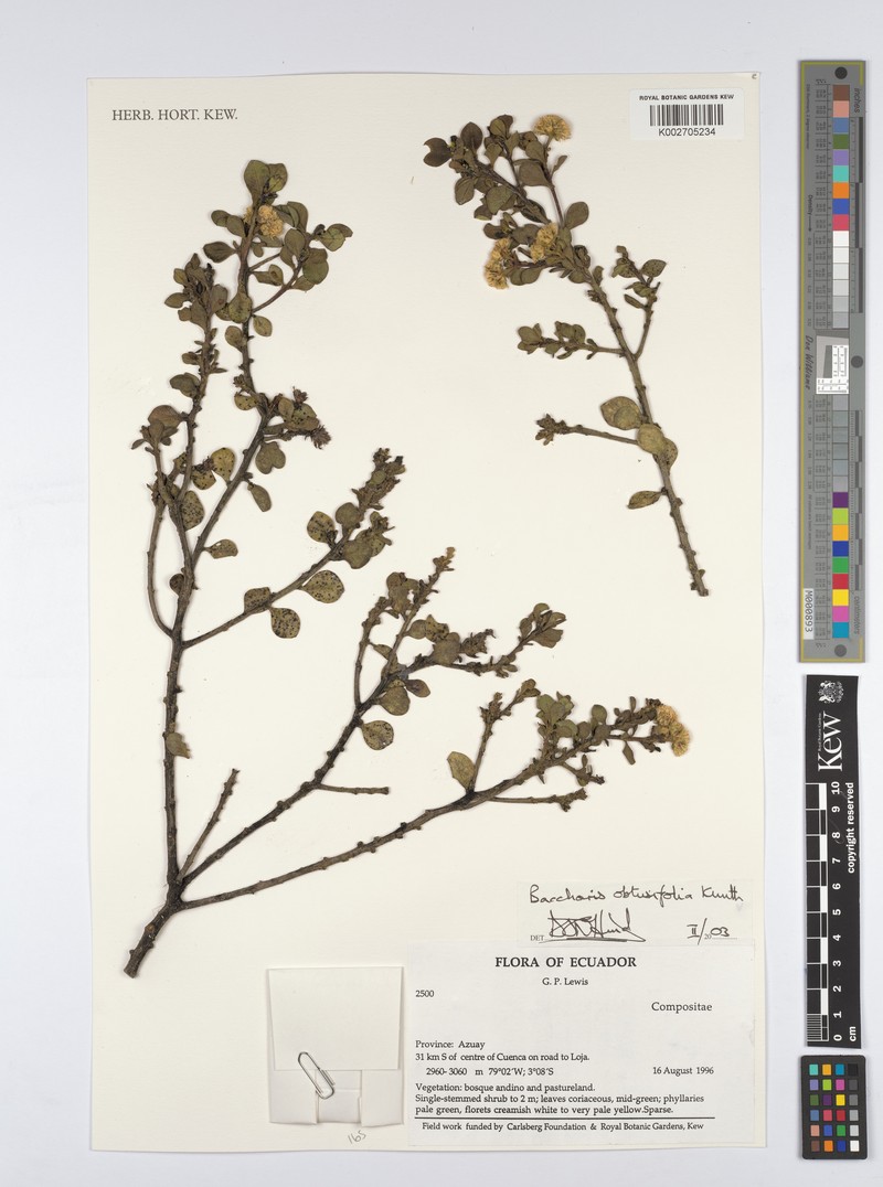Baccharis obtusifolia photo 5