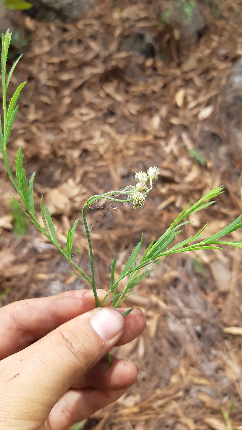 Baccharis occidentalis photo 2