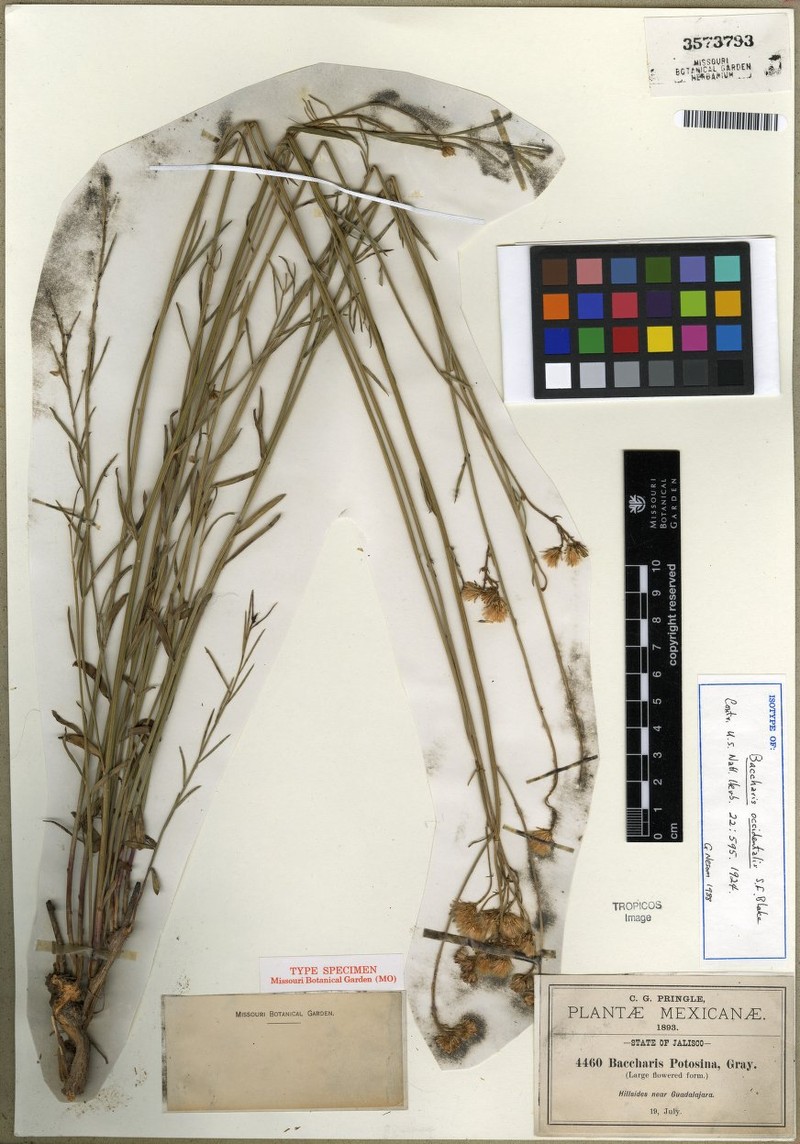 Baccharis occidentalis photo 3