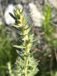 Baccharis ochracea