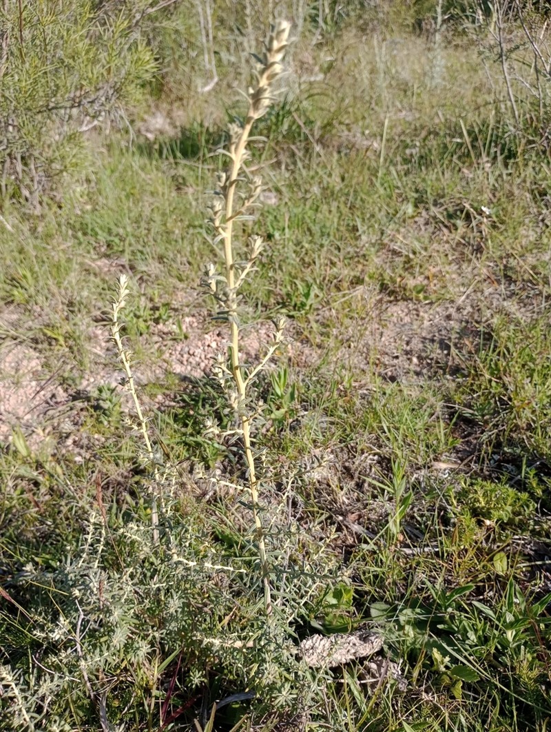 Baccharis ochracea photo 2