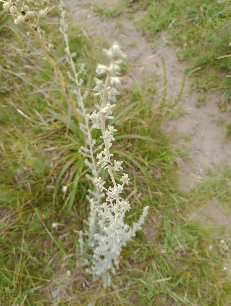 Baccharis ochracea photo 3