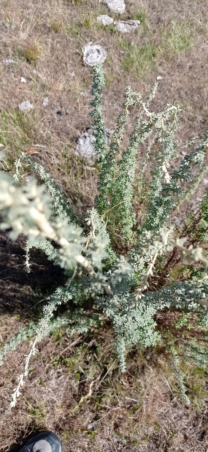 Baccharis ochracea photo 4