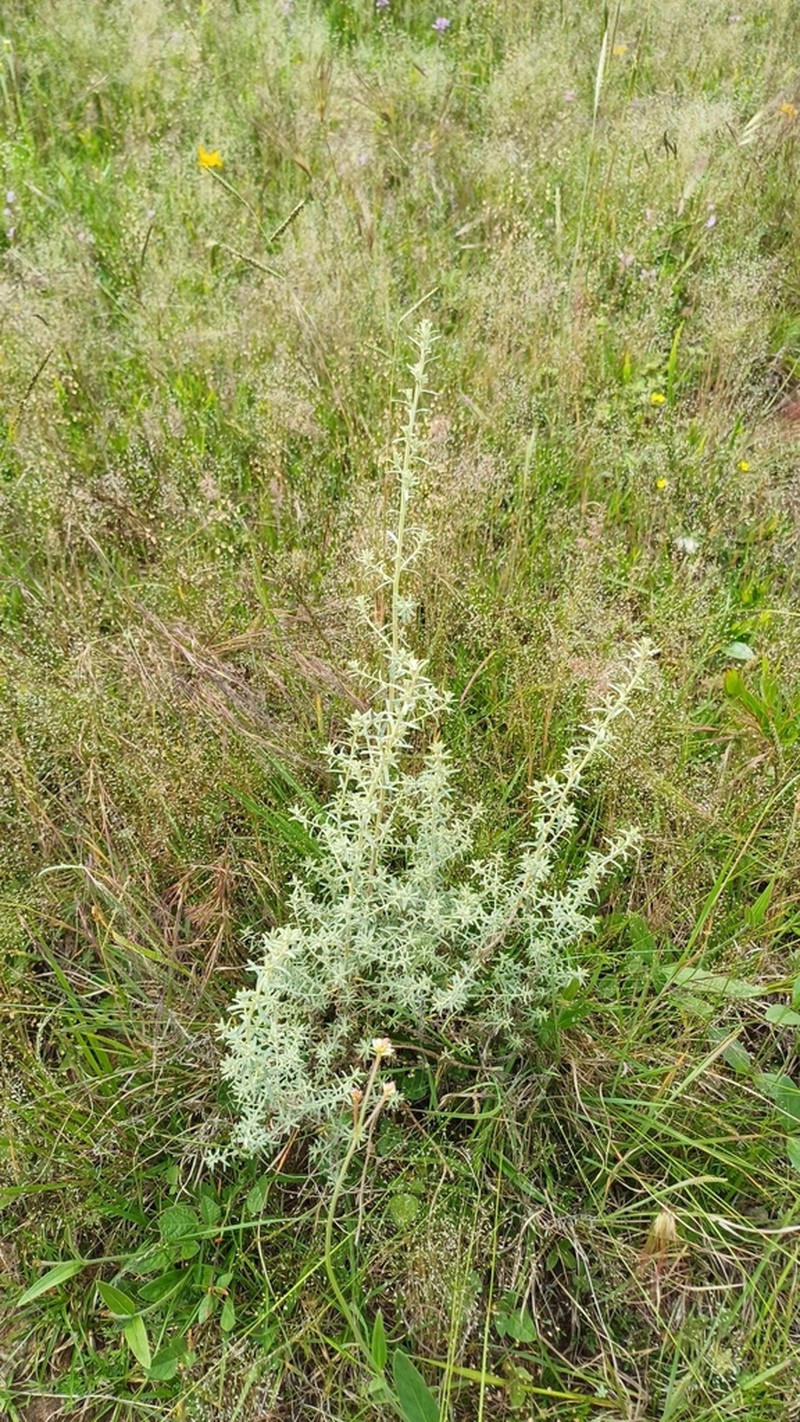 Baccharis ochracea photo 5