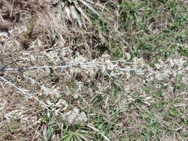 Baccharis ochracea photo 6