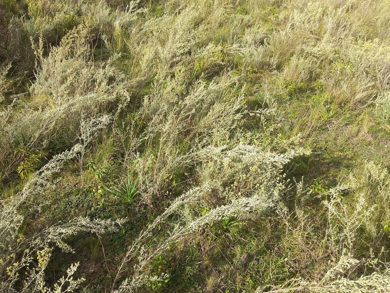 Baccharis ochracea photo 7