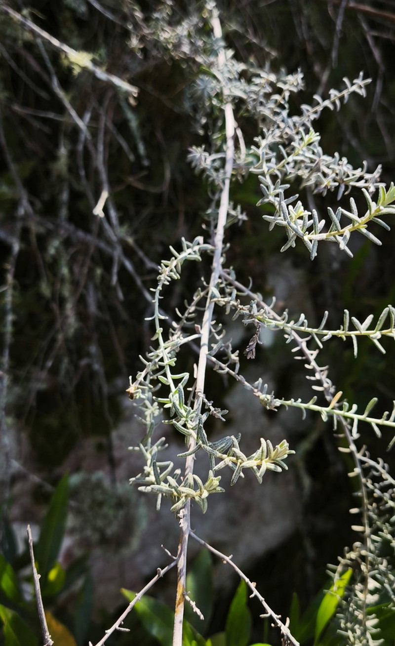Baccharis ochracea photo 8