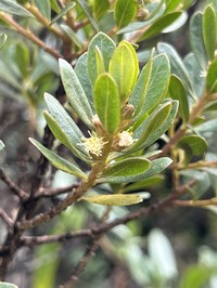 Baccharis odorata