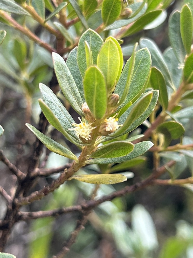 Baccharis odorata