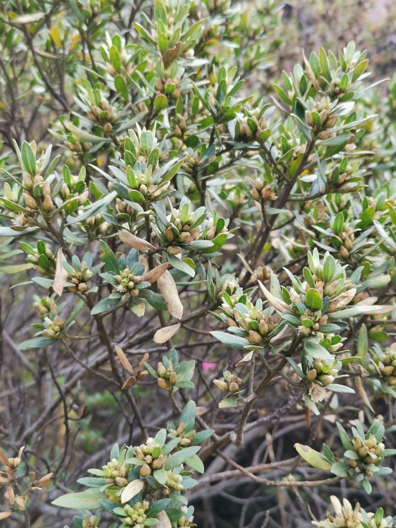 Baccharis odorata photo 2