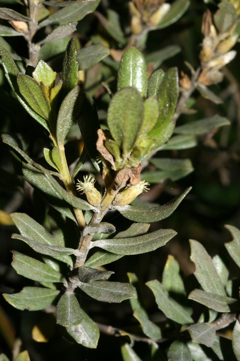 Baccharis odorata photo 3