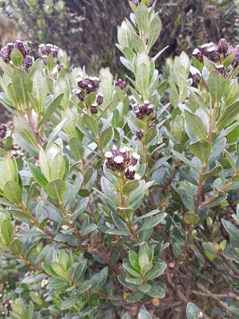 Baccharis odorata photo 4
