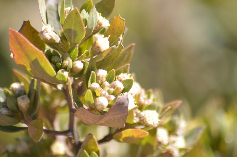 Baccharis odorata photo 5