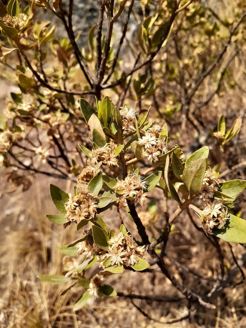 Baccharis odorata photo 6