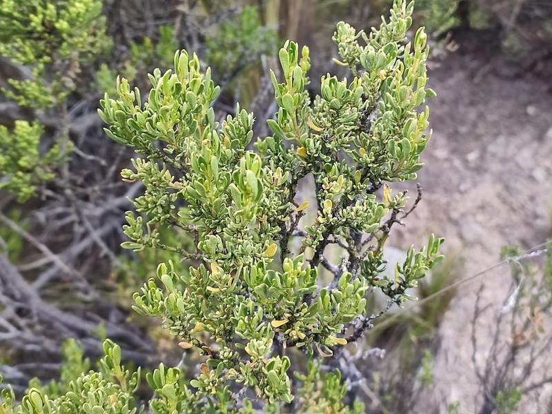 Baccharis odorata photo 7