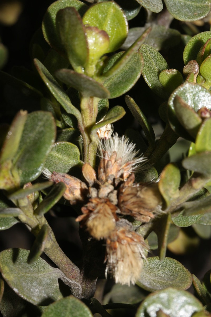 Baccharis odorata photo 8