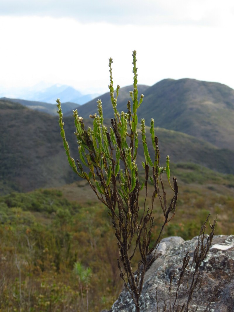 Baccharis opuntioides