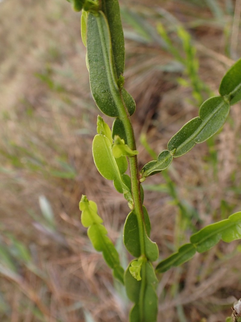 Baccharis opuntioides photo 2