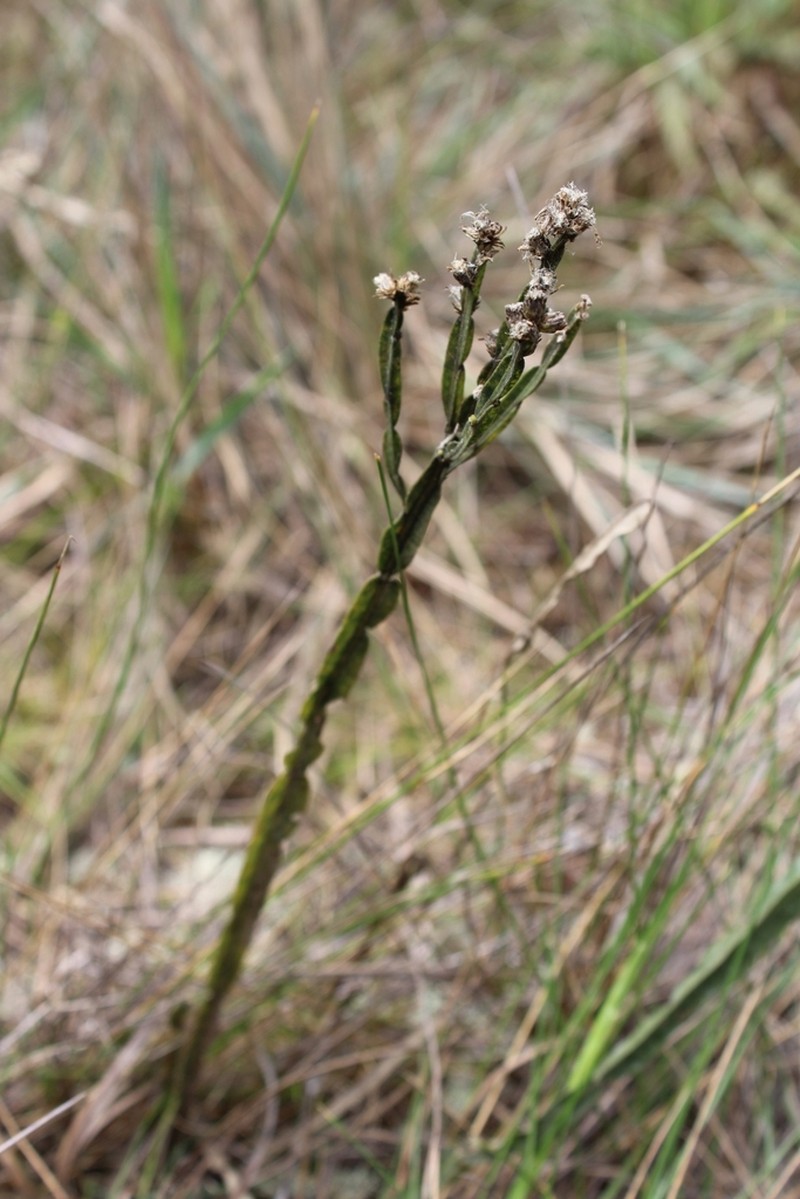 Baccharis opuntioides photo 3