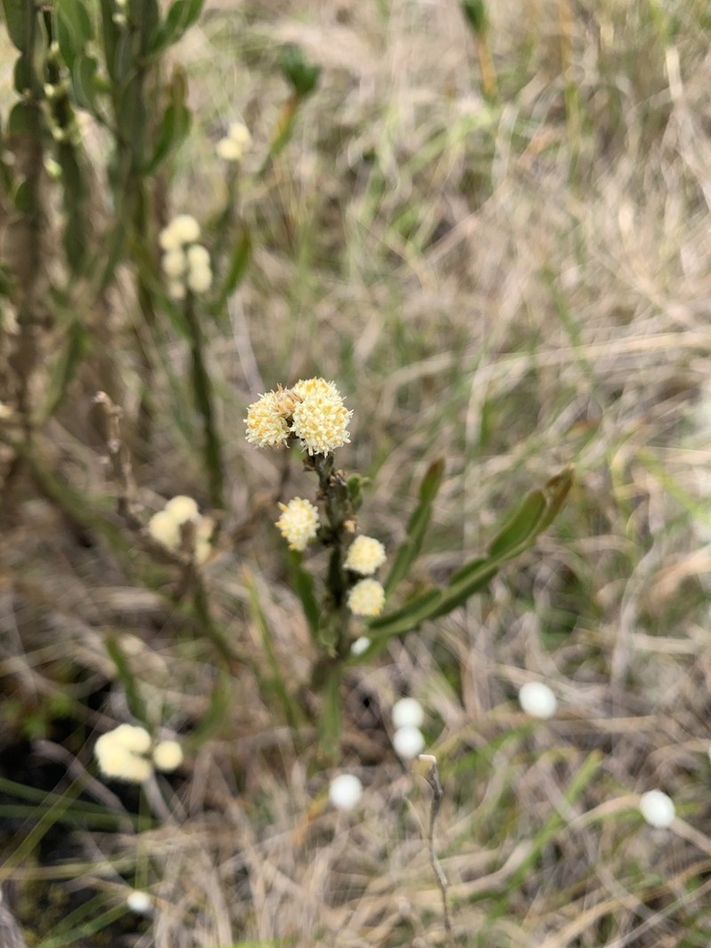 Baccharis opuntioides photo 4