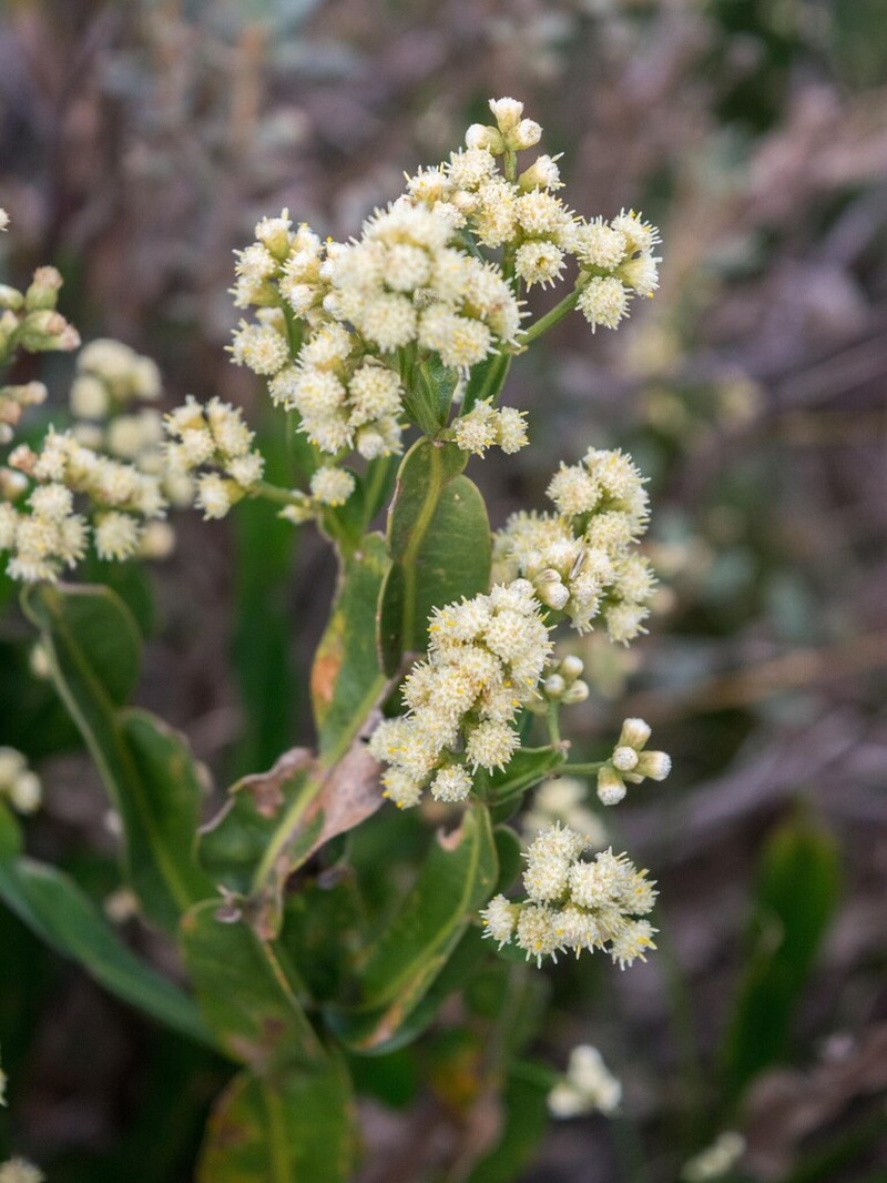 Baccharis opuntioides photo 6
