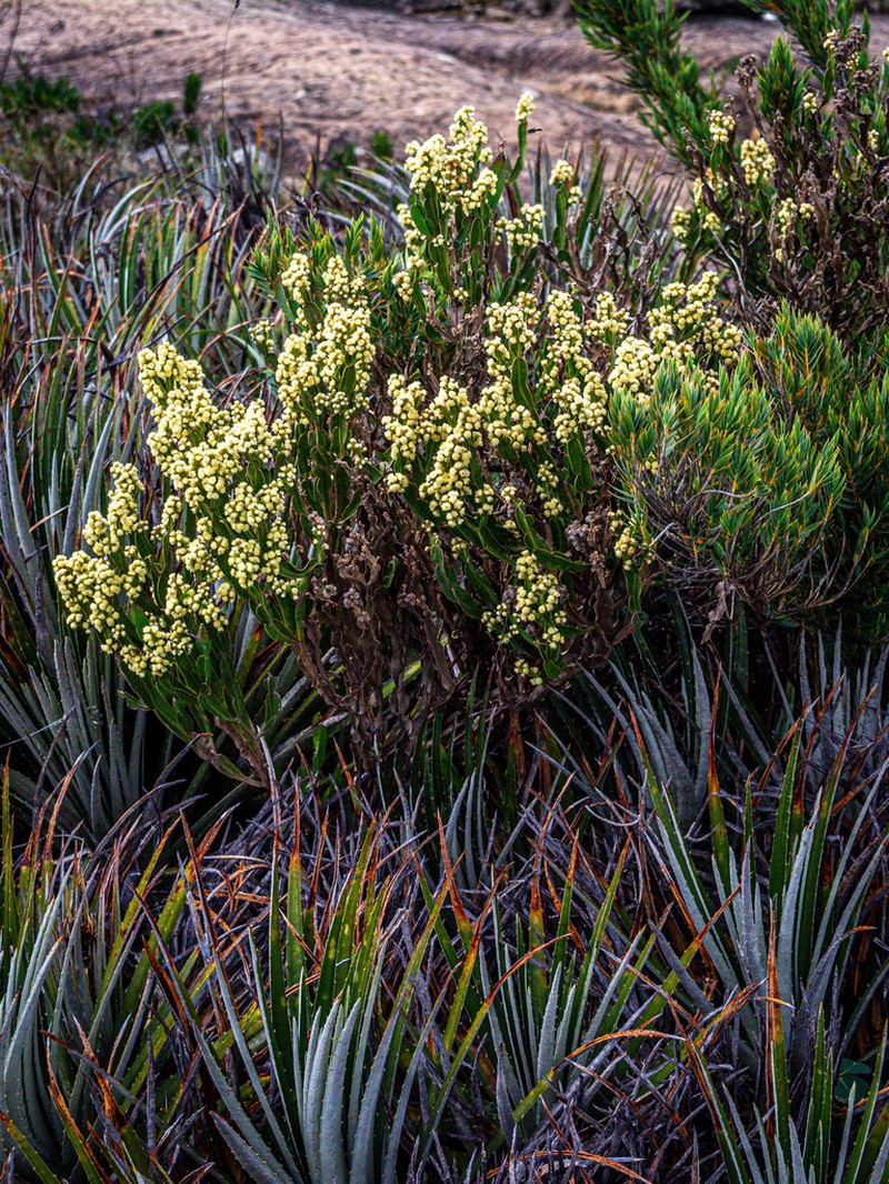 Baccharis opuntioides photo 7