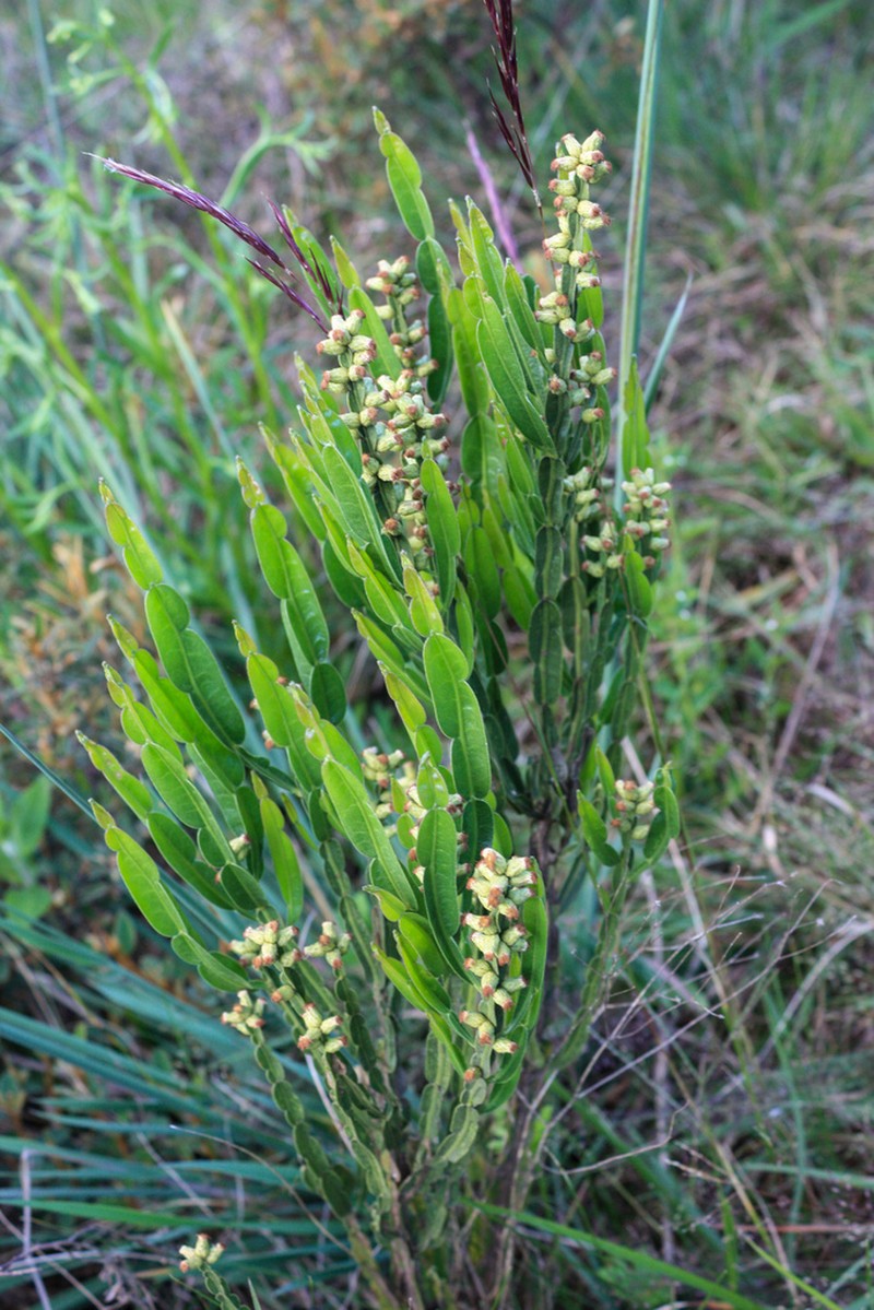 Baccharis opuntioides photo 8