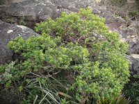 Baccharis orbiculata