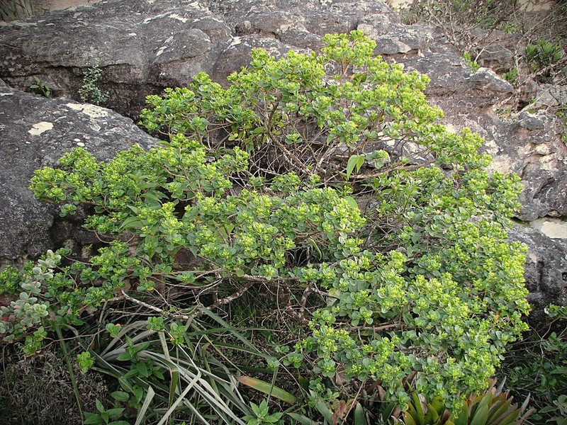Baccharis orbiculata