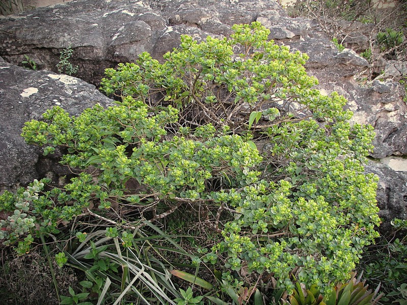 Baccharis orbiculata photo 2