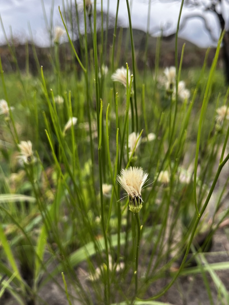 Baccharis orbignyana photo 2