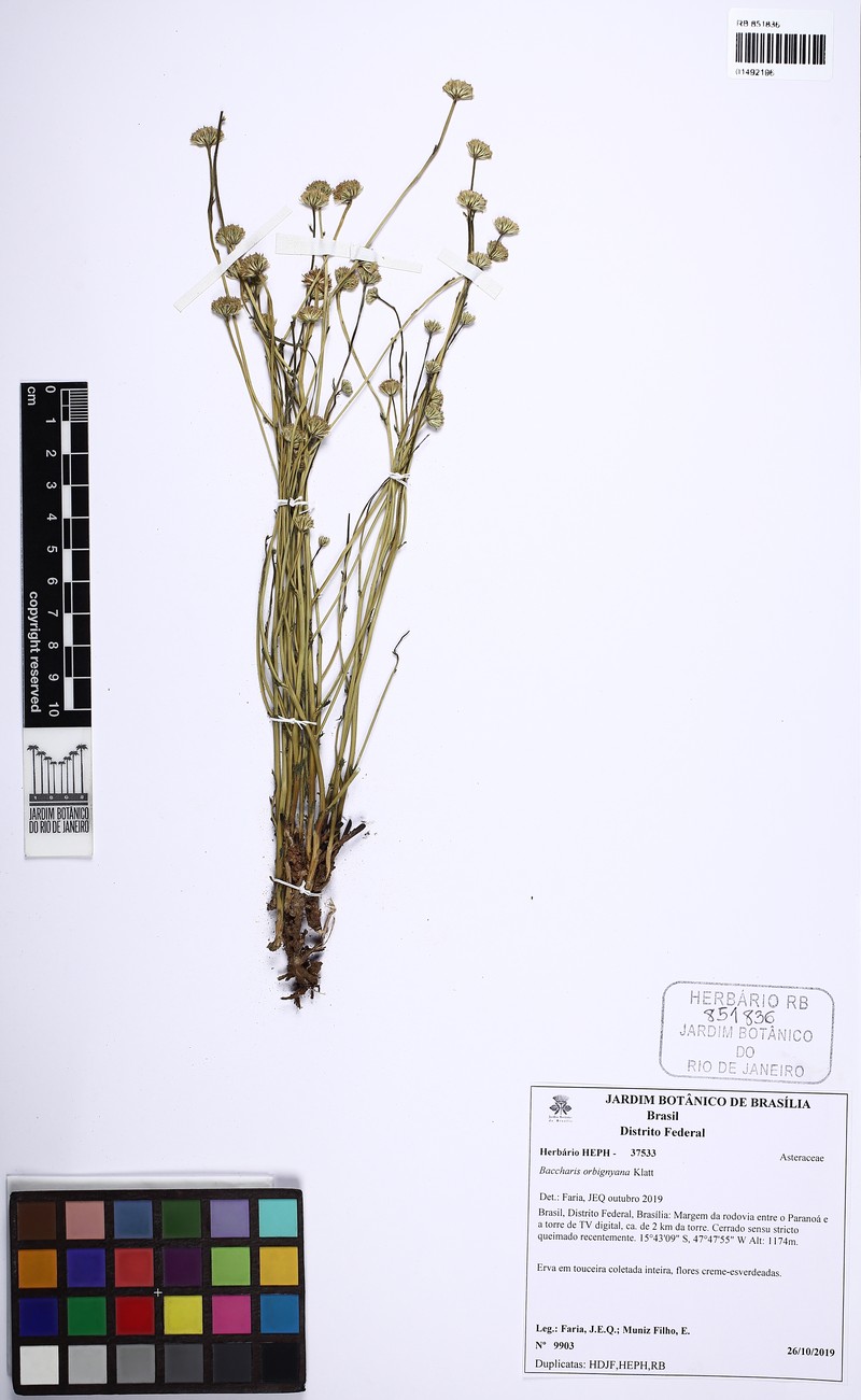 Baccharis orbignyana photo 3