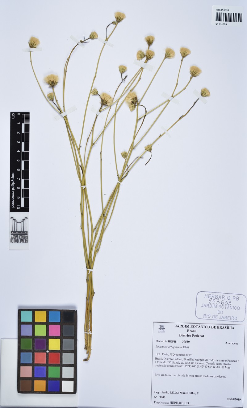 Baccharis orbignyana photo 4