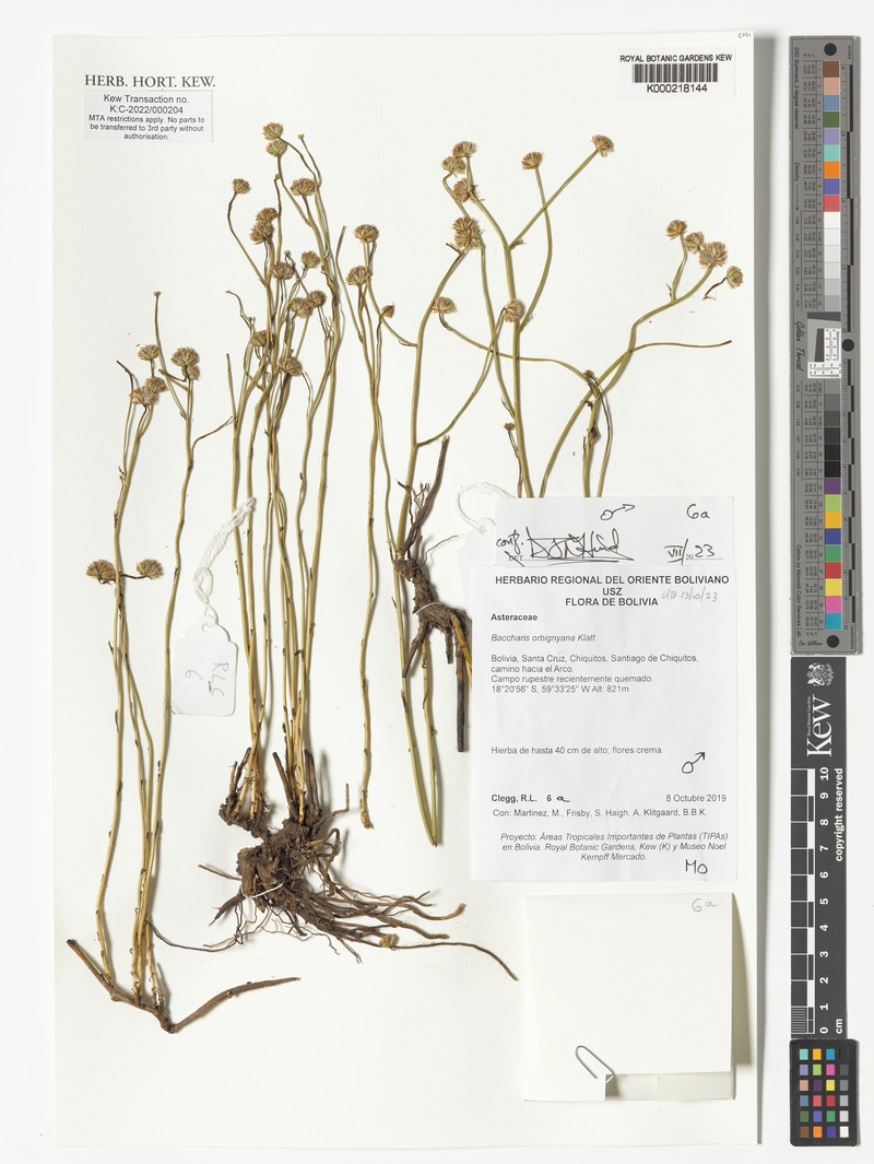 Baccharis orbignyana photo 5