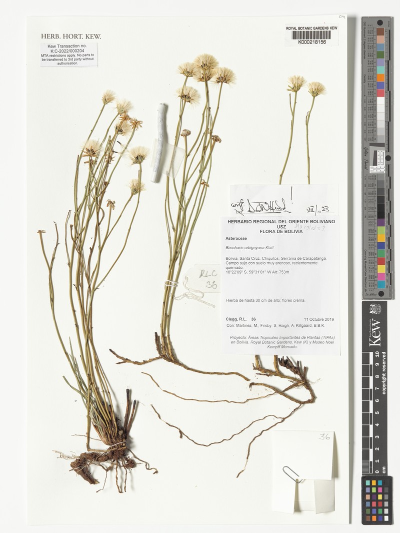 Baccharis orbignyana photo 7