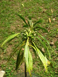 Baccharis oreophila