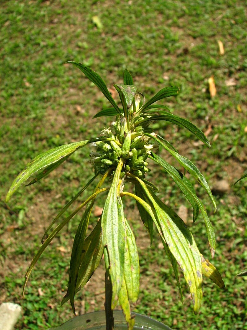 Baccharis oreophila