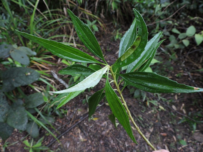 Baccharis oreophila photo 2